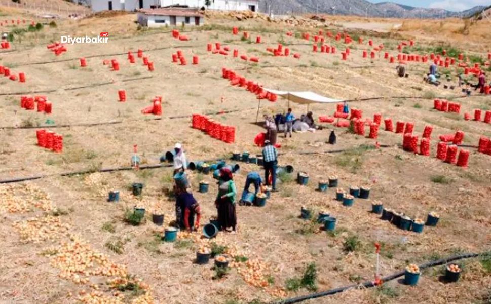 Diyarbakır’dan Yozgat’a uzanan soğan hasadı serüveni