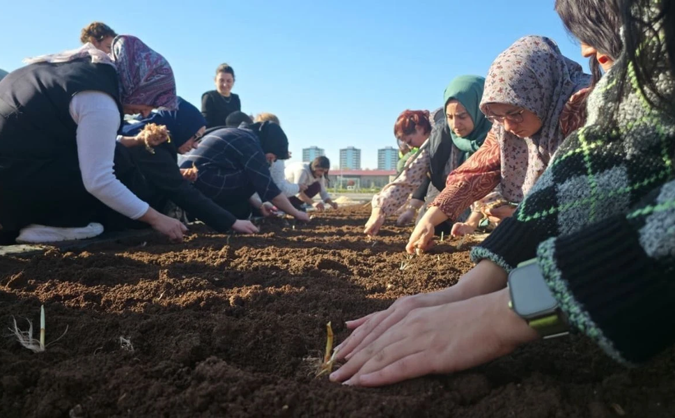 Diyarbakır’da Kadınlar Safran ekimiyle bereket katıyor