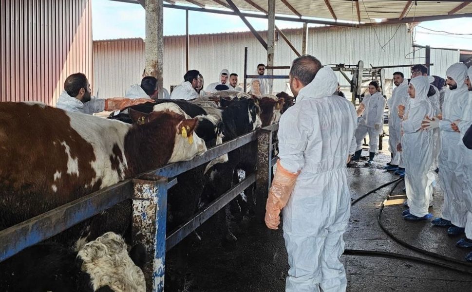 Diyarbakır'da besicilere önemli katkı: Gezici klinik 2 bin hayvanı tedavi etti