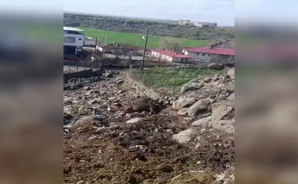 Diyarbakır’da kopan elektrik hattı felakete yol açtı: 2 inek öldü