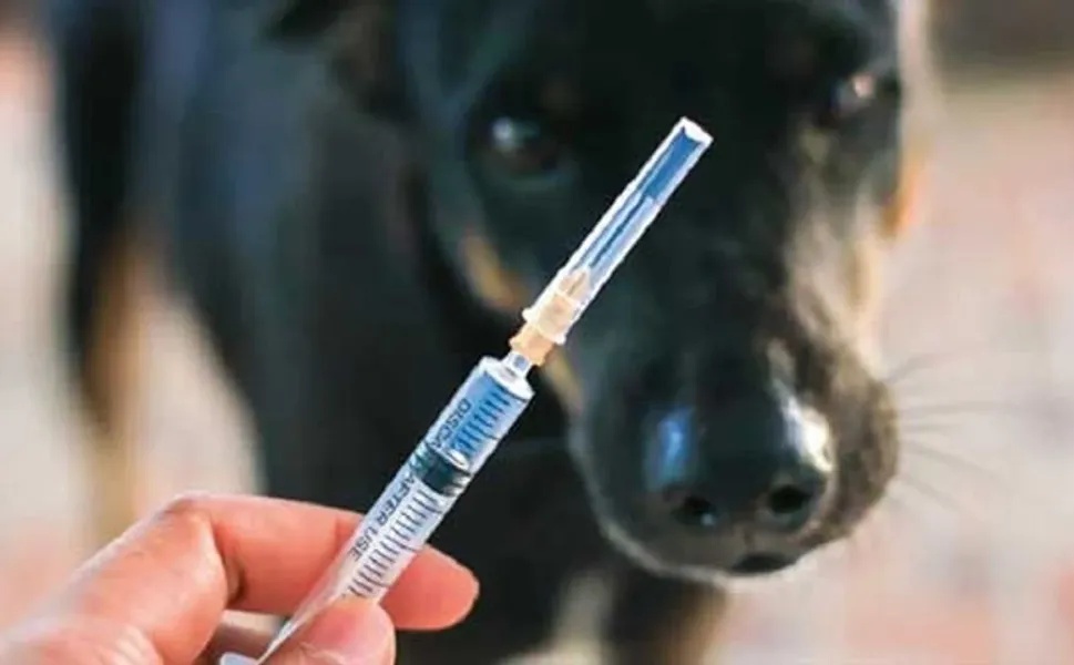 Diyarbakır'da kuduz alarmı: 4 bin 500 aşı dağıtıldı!