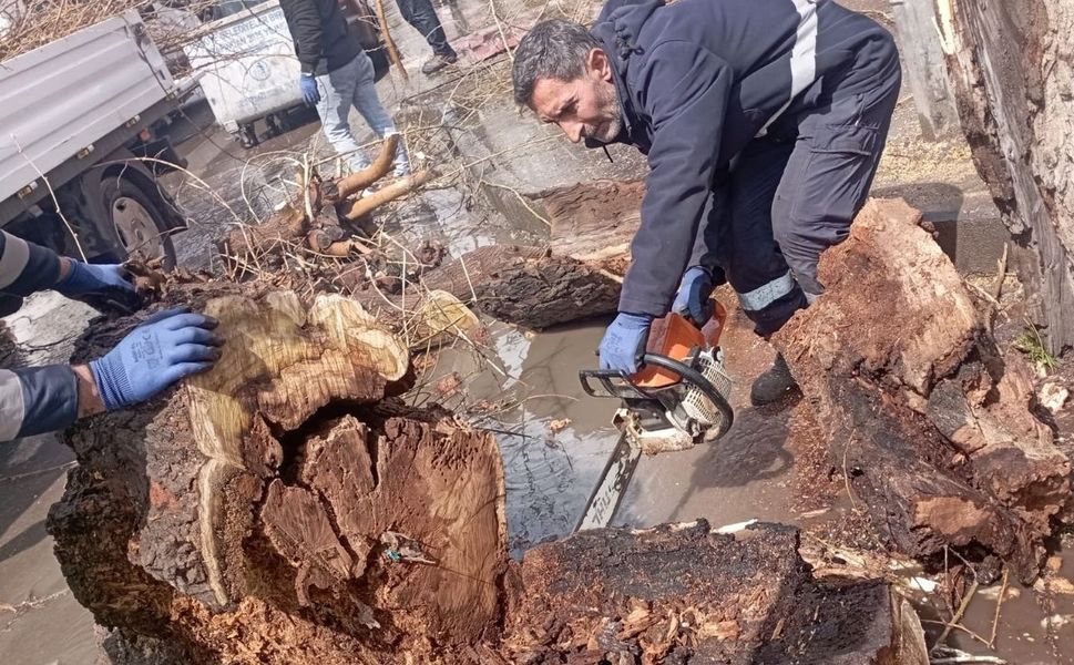 Diyarbakır'da kesilmesine tepki gösterilen ağaçla ilgili açıklama: 150 ağaç dikildi