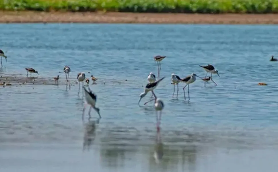 Diyarbakır Kabaklı Göleti’nde bahar mucizesi!