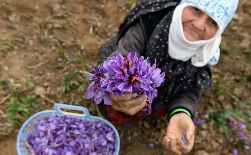 O baharatın fiyat patladı: Üç kilosuyla bir daire alınabiliyor!