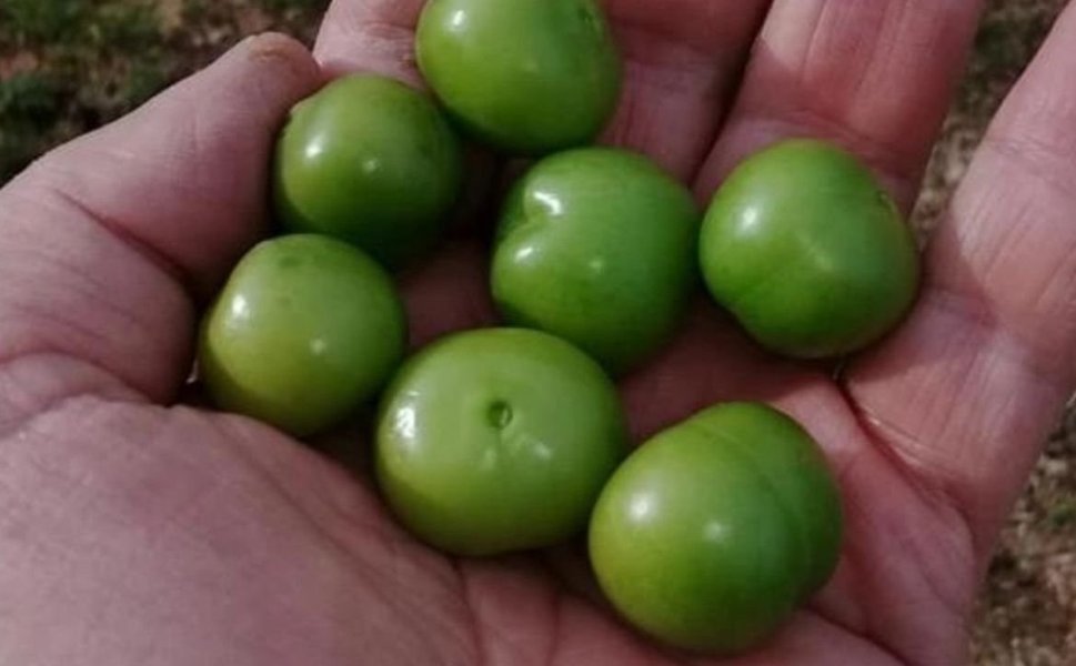 Diyarbakır'da sevilen meyve doyumluk değil tadımlık alınıyor: Fiyatı şaşırtıyor