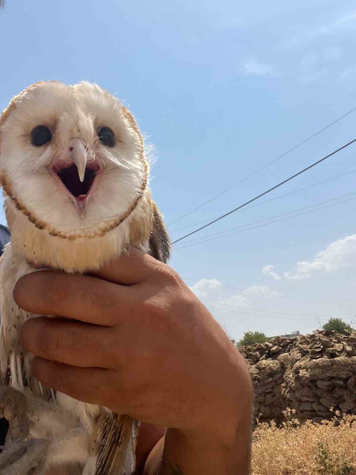 Diyarbakır’da sıcaktan kaçan baykuş eve girdi 1