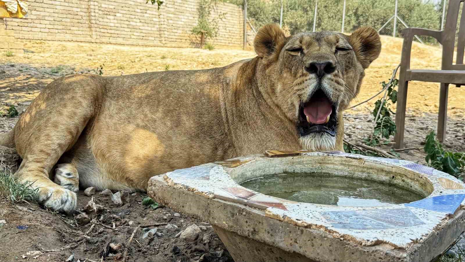 Diyarbakırlı iş adamının aslan sevgisi 1