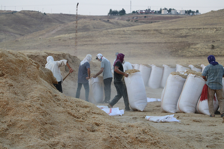 Diyarbakır’da saman işçileri sıcağa ve toza rağmen çalışıyor-2