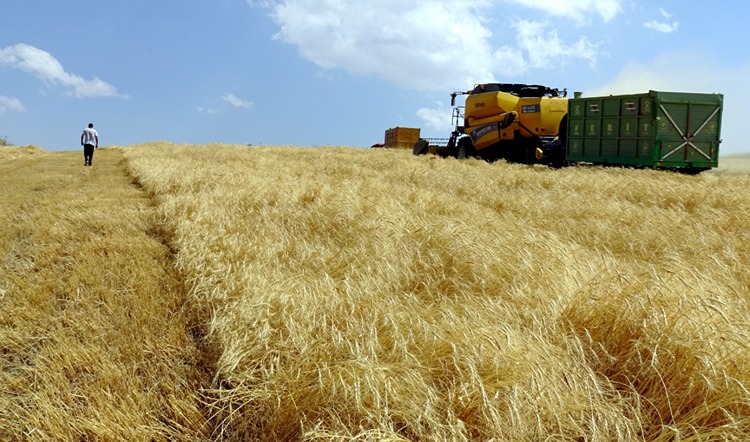 Diyarbakırlı biçerdöverler Kars’ta buğdayları hasat ediyor-1