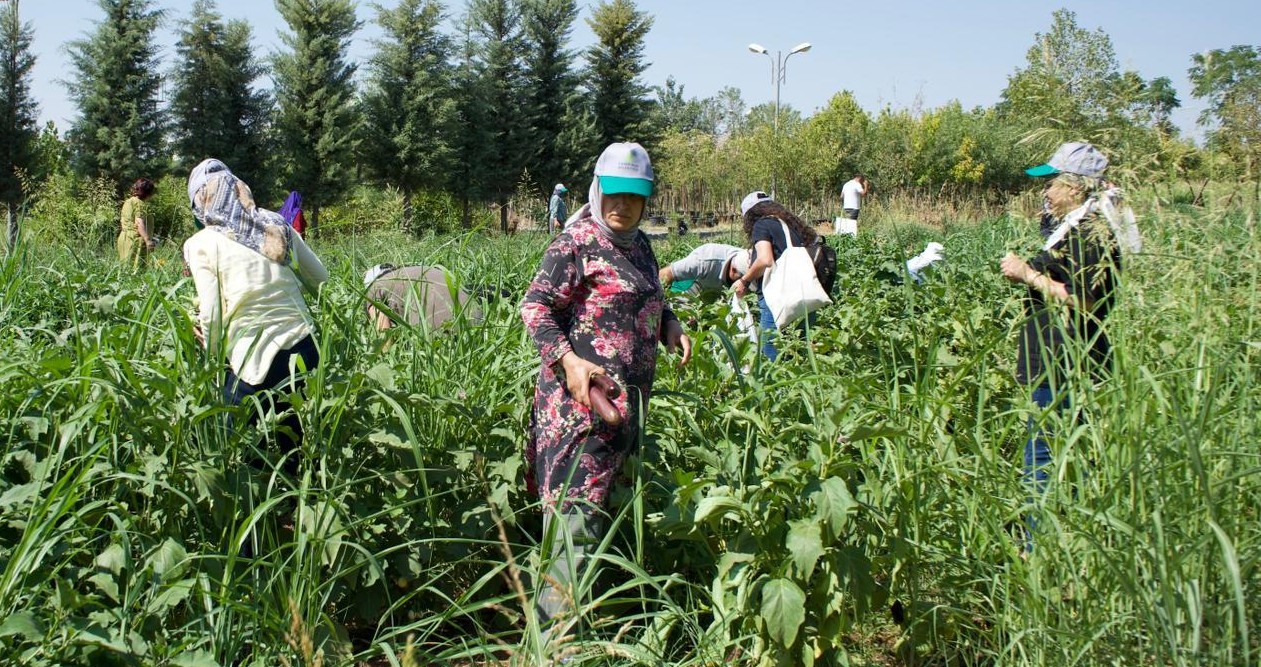 Diyarbakırlı kadınlardan kurutmalık patlıcan üretimi  2