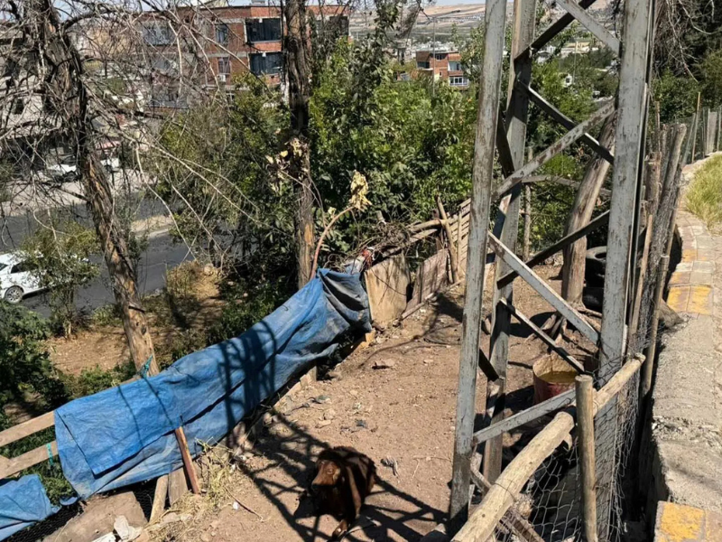 Keçi De Akıma Kapıldı