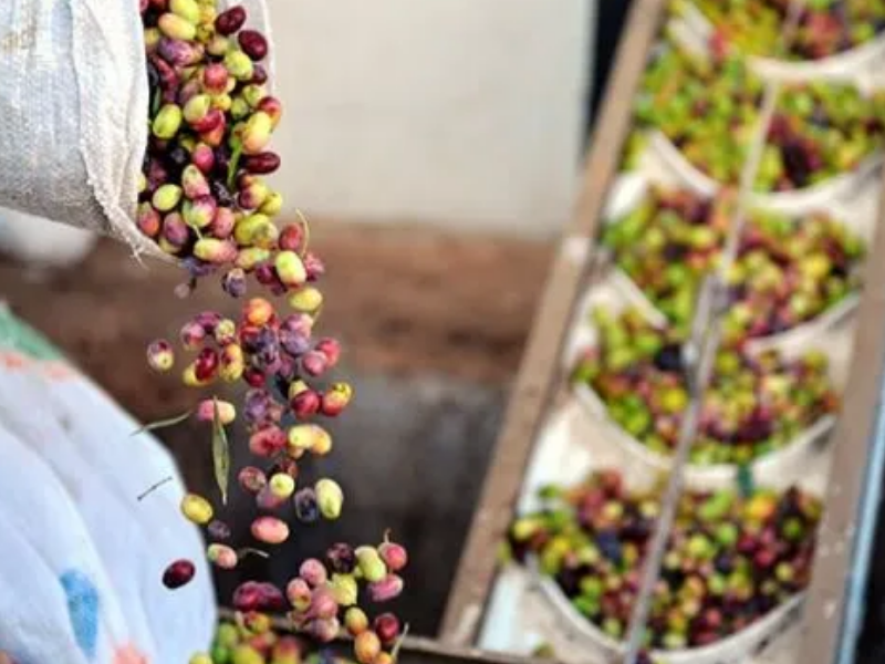 Derik Zeytini Diyarbakır’da Fiyatıyla Dikkat Çekiyor4