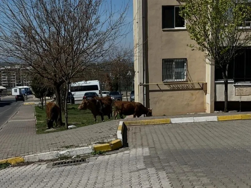 Güvenlik Için 30 Bin Liralık Önlem