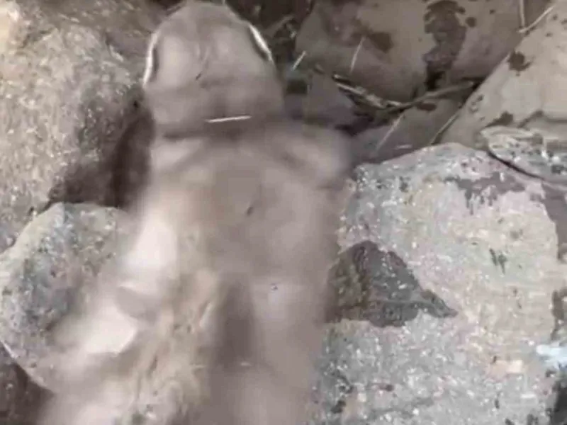 Diyarbakır’da Gelincik Alarmı Kuduz Tehlikesine Dikkat Çekildi2