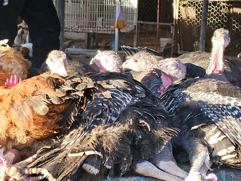 Binlerce Hindi Kesilmesi Bekleniyor