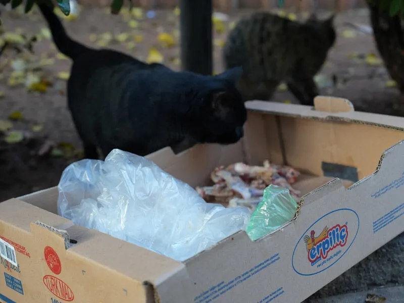 Diyarbakır’da 30 Yıldır Duraktaki Kedilere Sahip Çıkıyor3