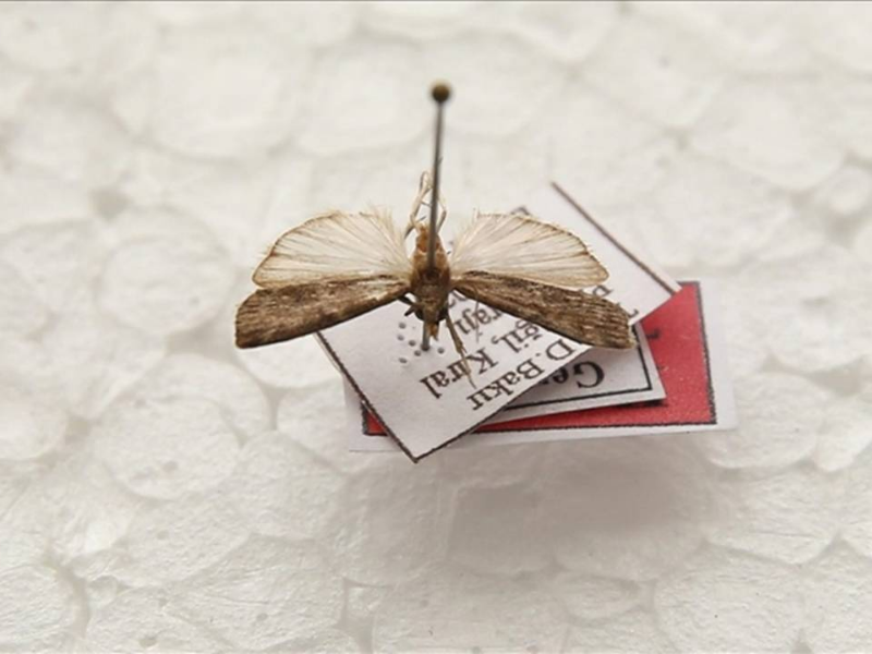 Diyarbakır’da Bulduğu Kelebek Türüne Eşinin Adını Verdi Bilimsel Literatüre Girdi2