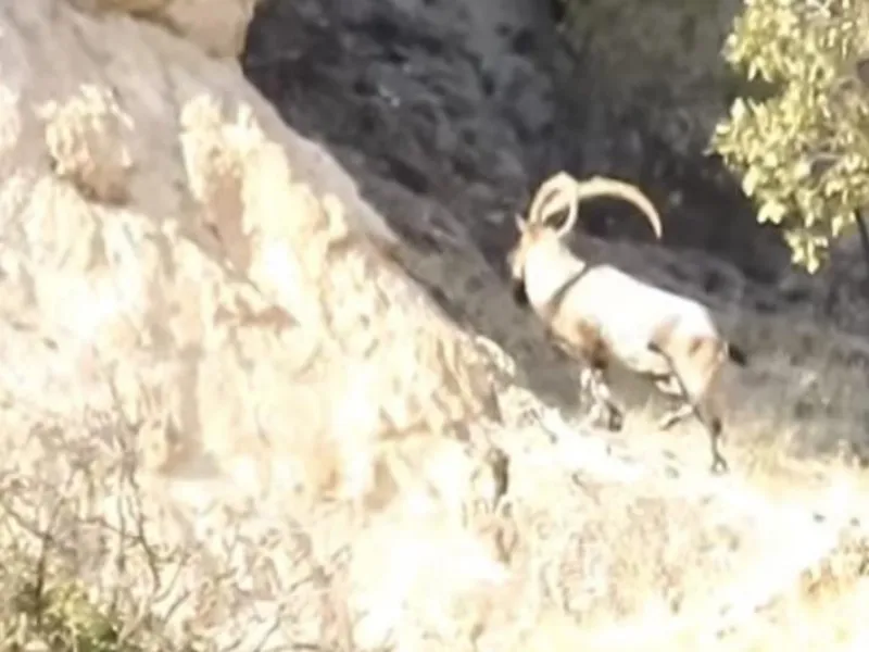 Diyarbakır’da Koruma Altındaki Keçiler Doğada Görüntülendi2