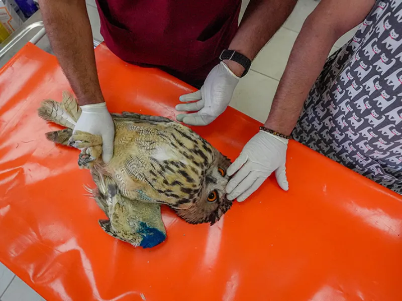 Diyarbakır'da Yaban Hayvanlarına Yönelik Silahlı Tehdit3