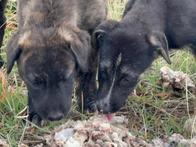 Diyarbakırlı Yurttaştan Sokak Hayvanlarına Örnek Duyarlılık3