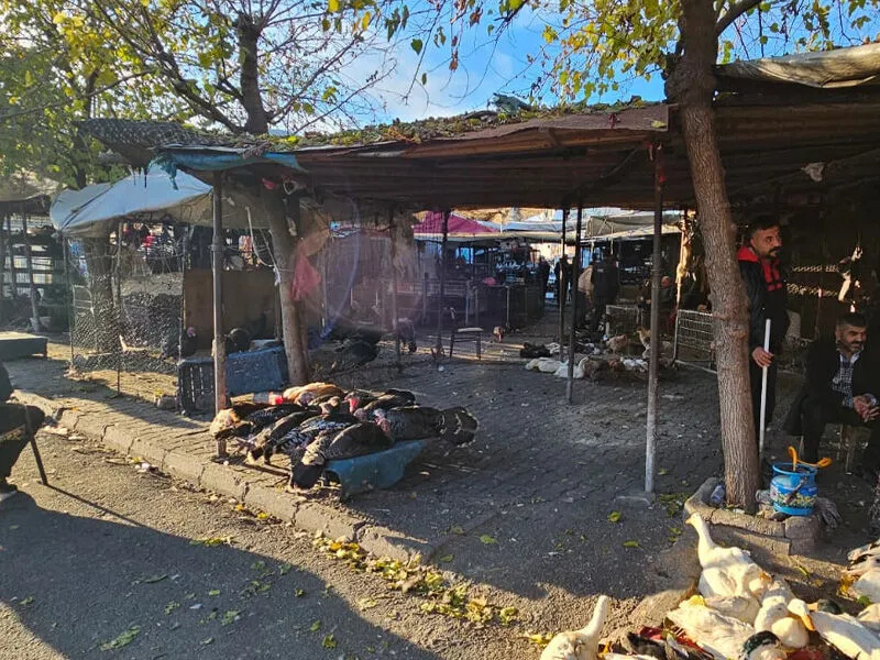 Hindi, Kaz Ve Ördek Tezgâhlarda