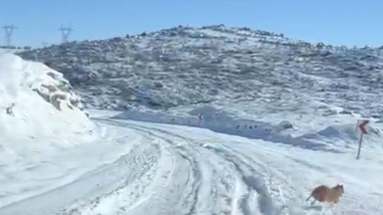 Diyarbakir Domuz Ve Kurt Surusu Sehirde2