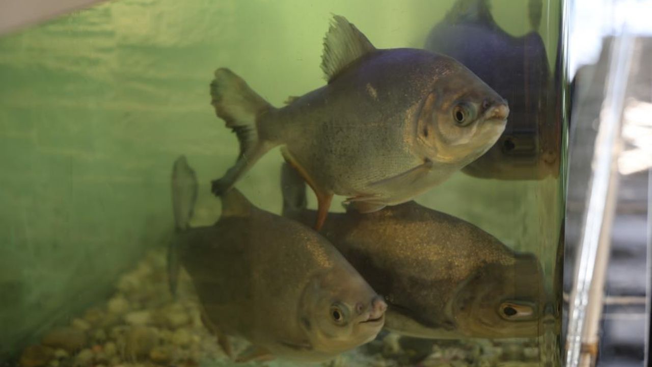 Diyarbakir Kelle Paca Piranha2