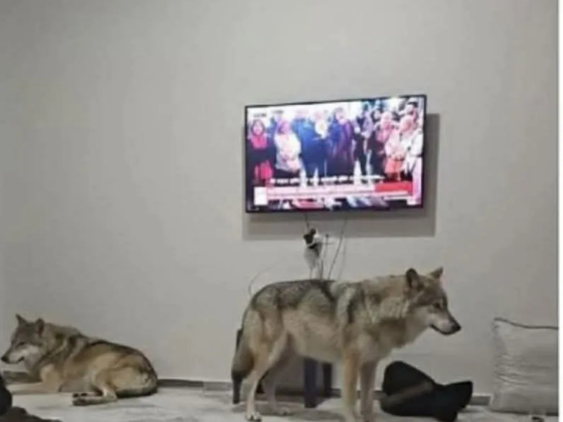 Görüntüler Yapay Zekâ Ürünü Çıktı