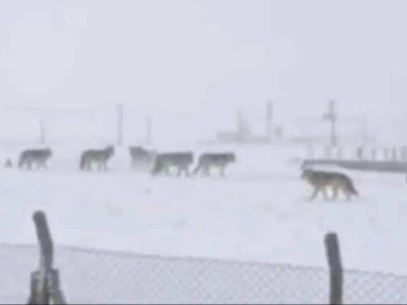Sosyal Medyada Paylaşılan Görüntüler Gündem Oldu