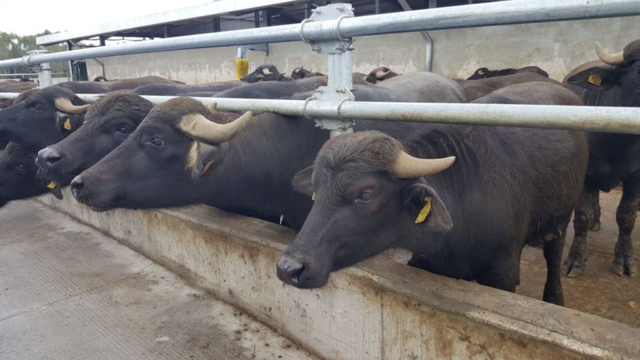 Dicle Universitesi Italyan Mandasi Satisi2